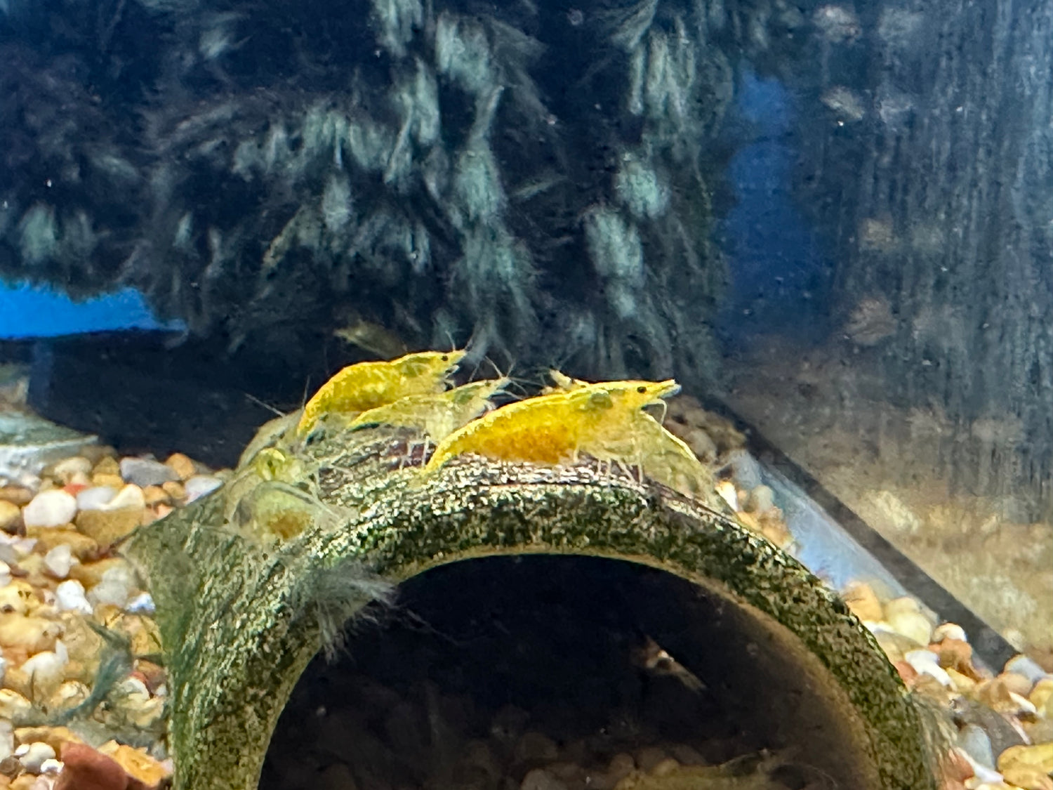 Yellow Neocardinia Shrimp (.75-1”)