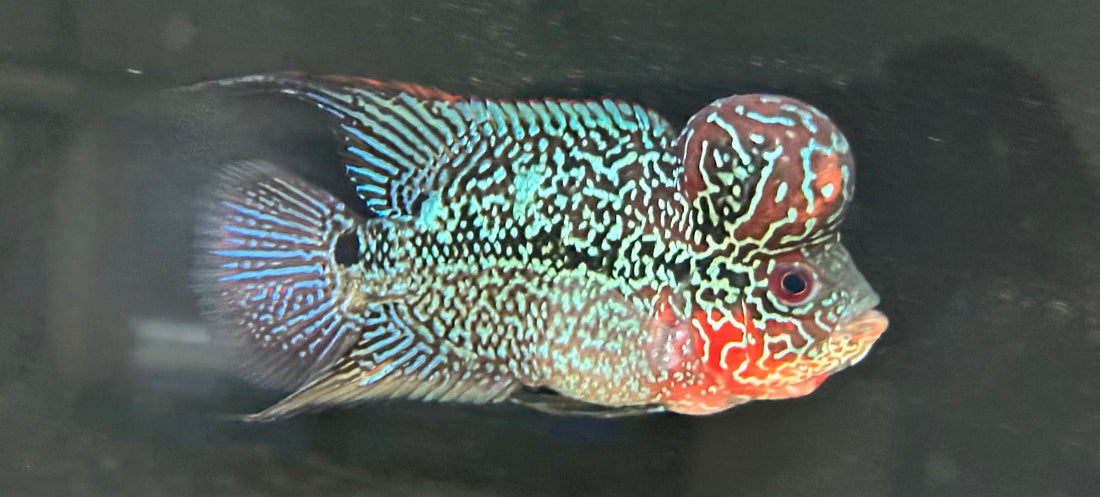 Red Dragon Flowerhorn (4.5”)