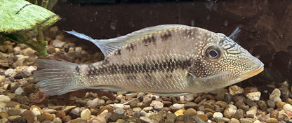 XL “Santoperca mapiritensis” Geophagus (6-7”)