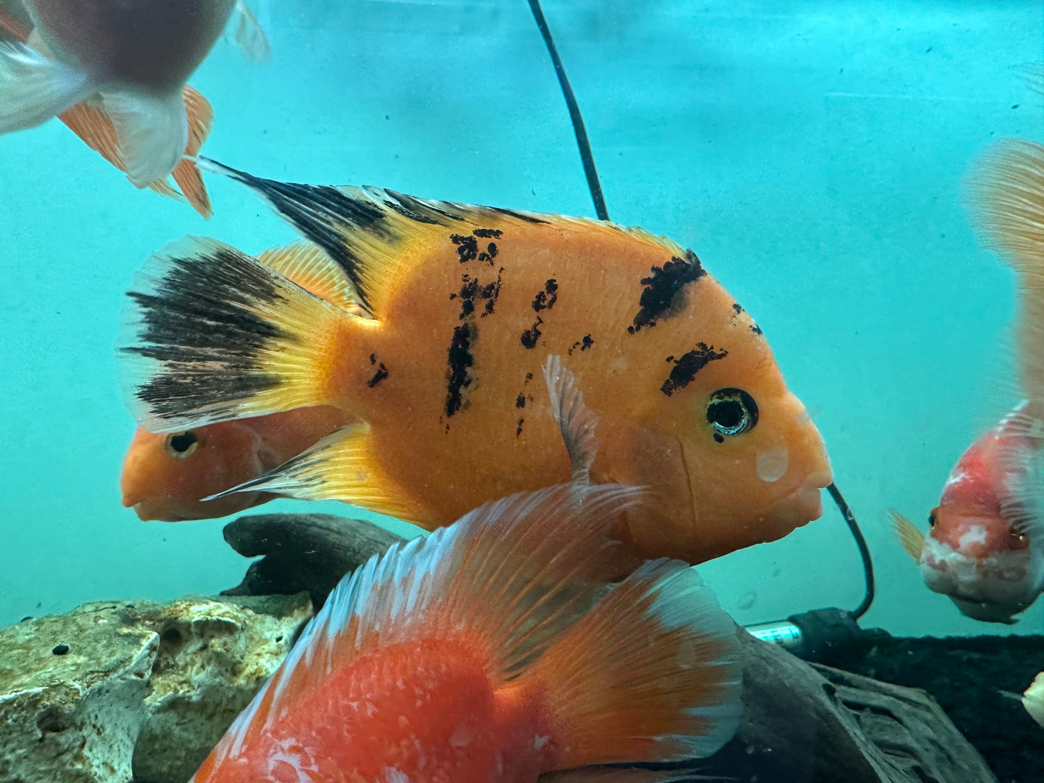 Tiger Parrot (5”+)