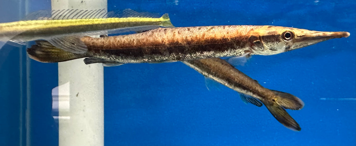 Bicuda Giant Pike Characin (6-7”)