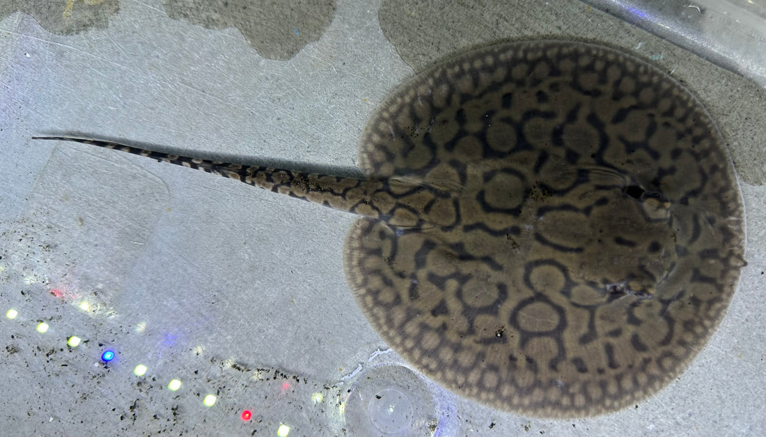 Motoro Hybrid Stingray (Female 5”)
