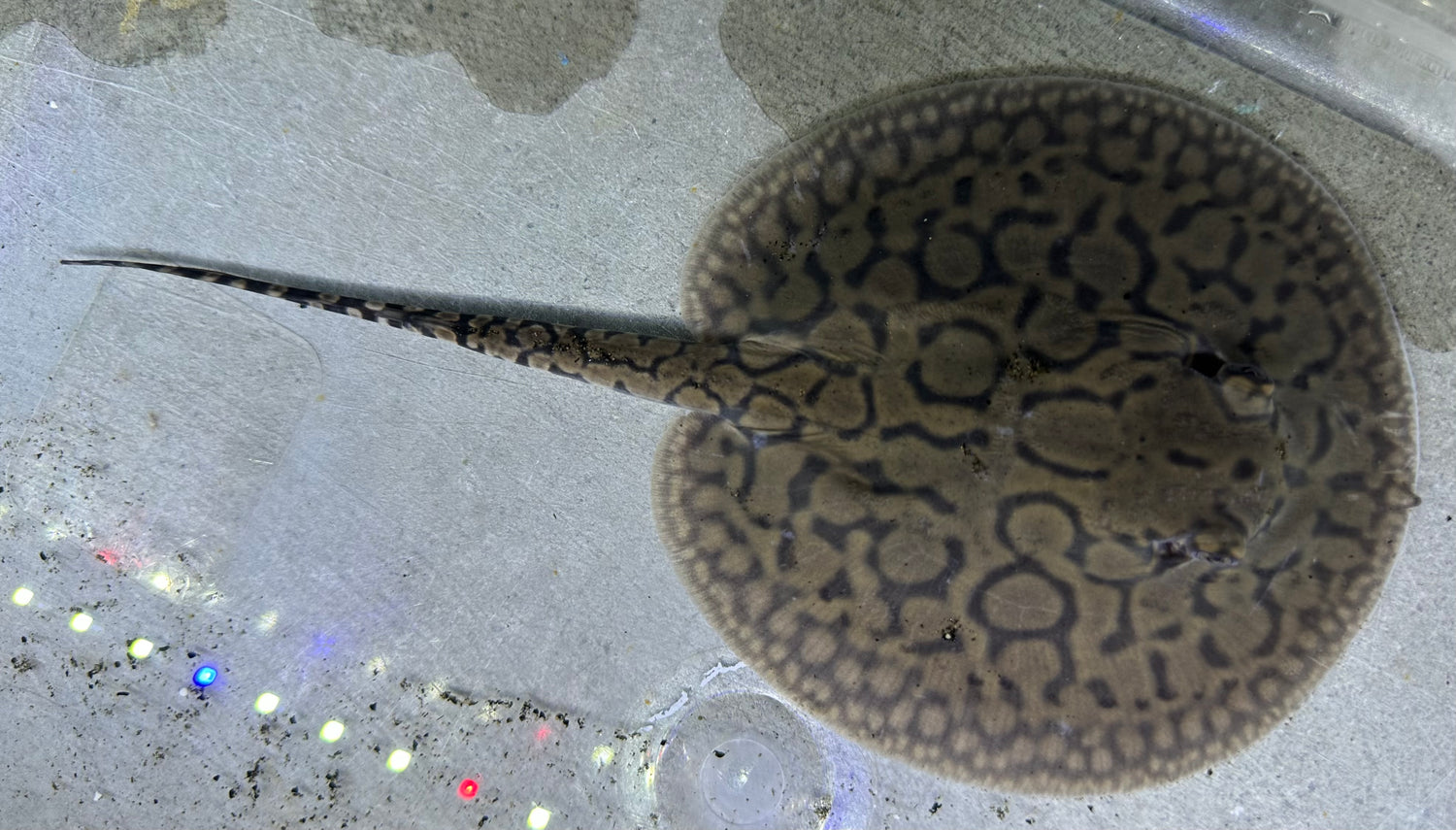 Motoro Hybrid Stingray (Female 5”)