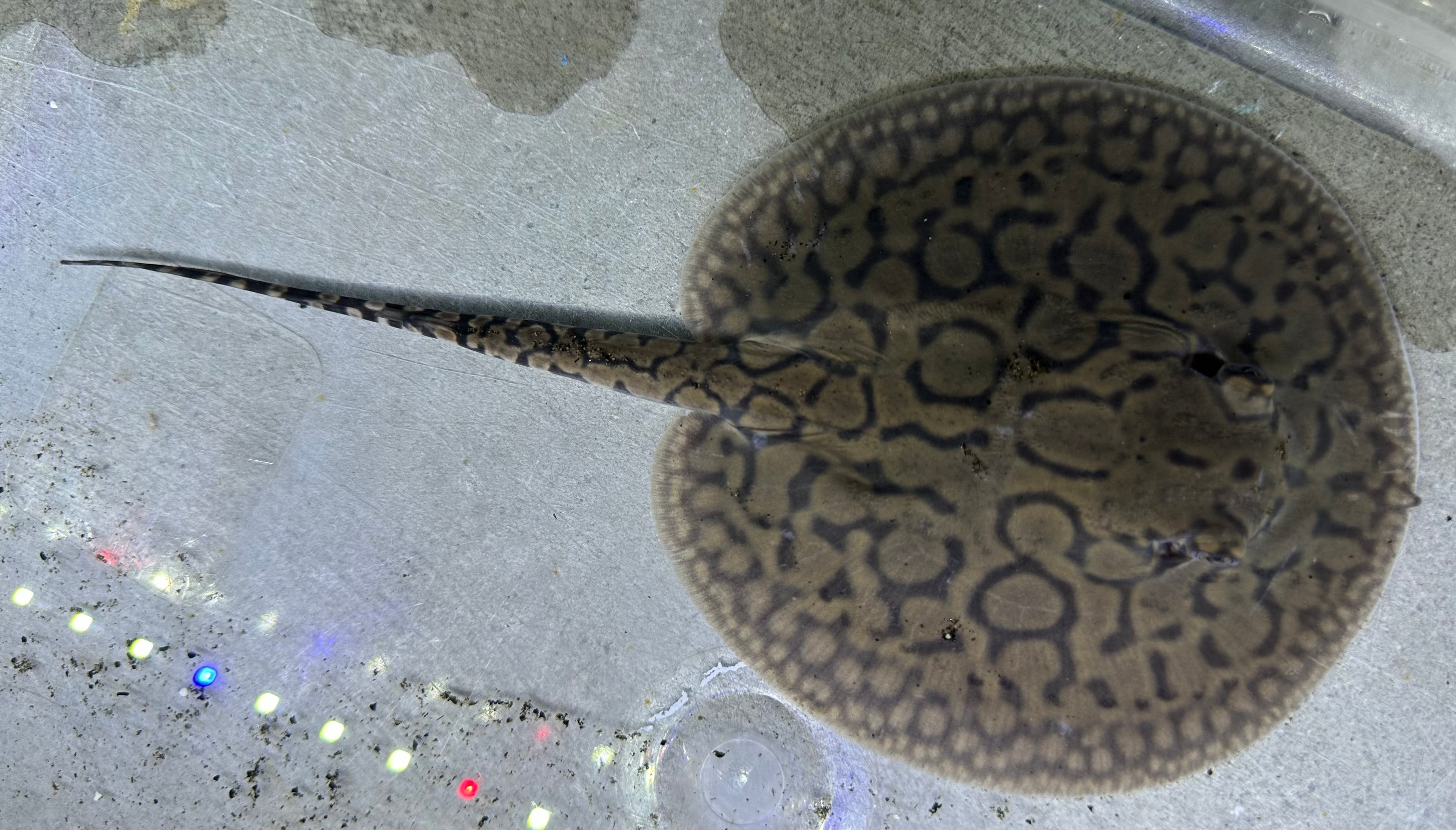 Motoro Hybrid Stingray (Female 5”)