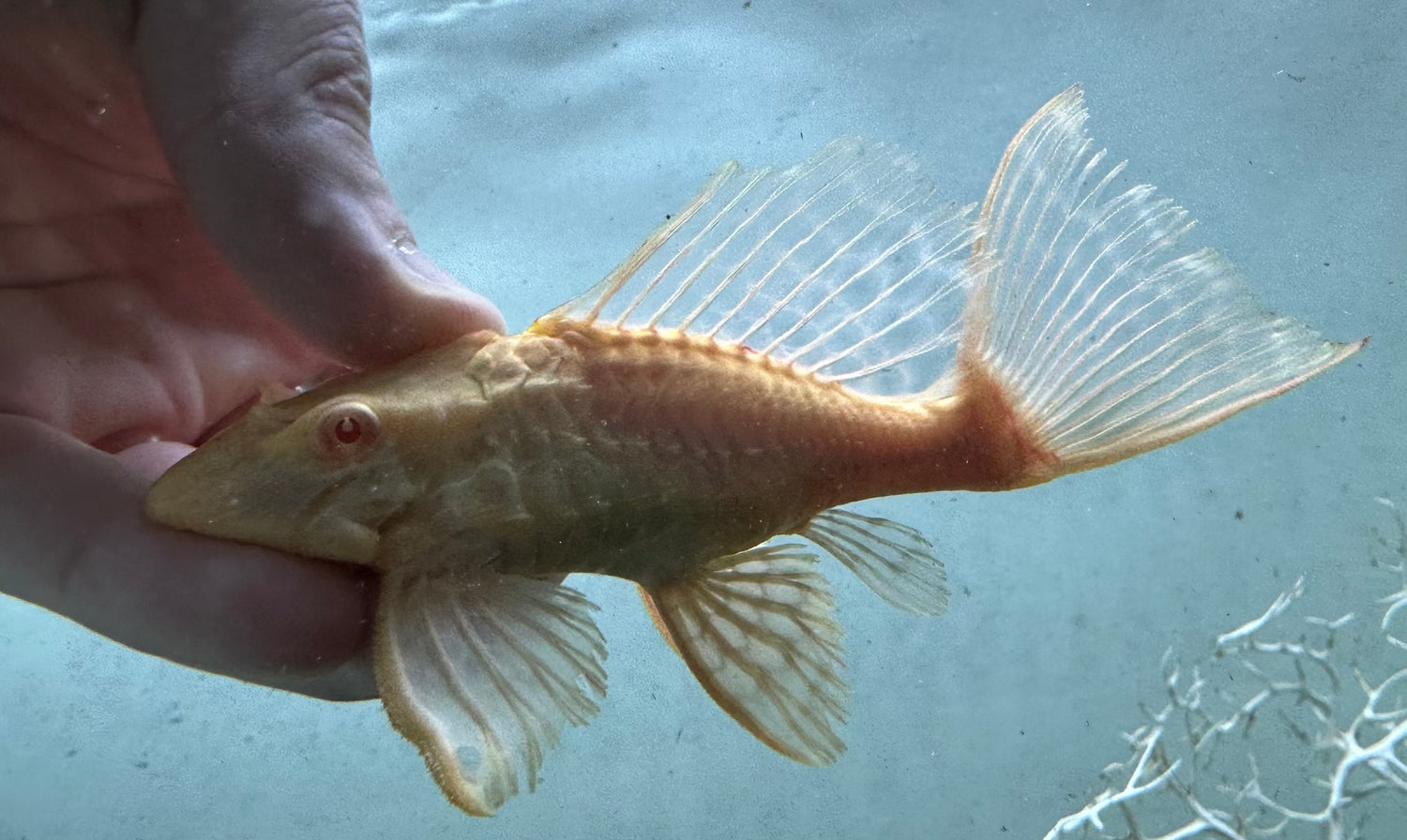 Shortbody Albino Gibbiceps (4”+)