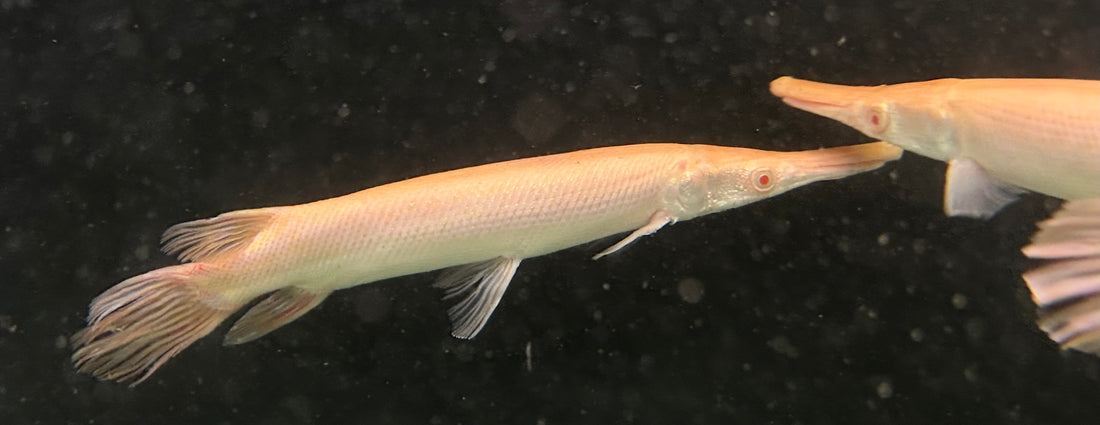 Albino Alligator Gar (10-11”)
