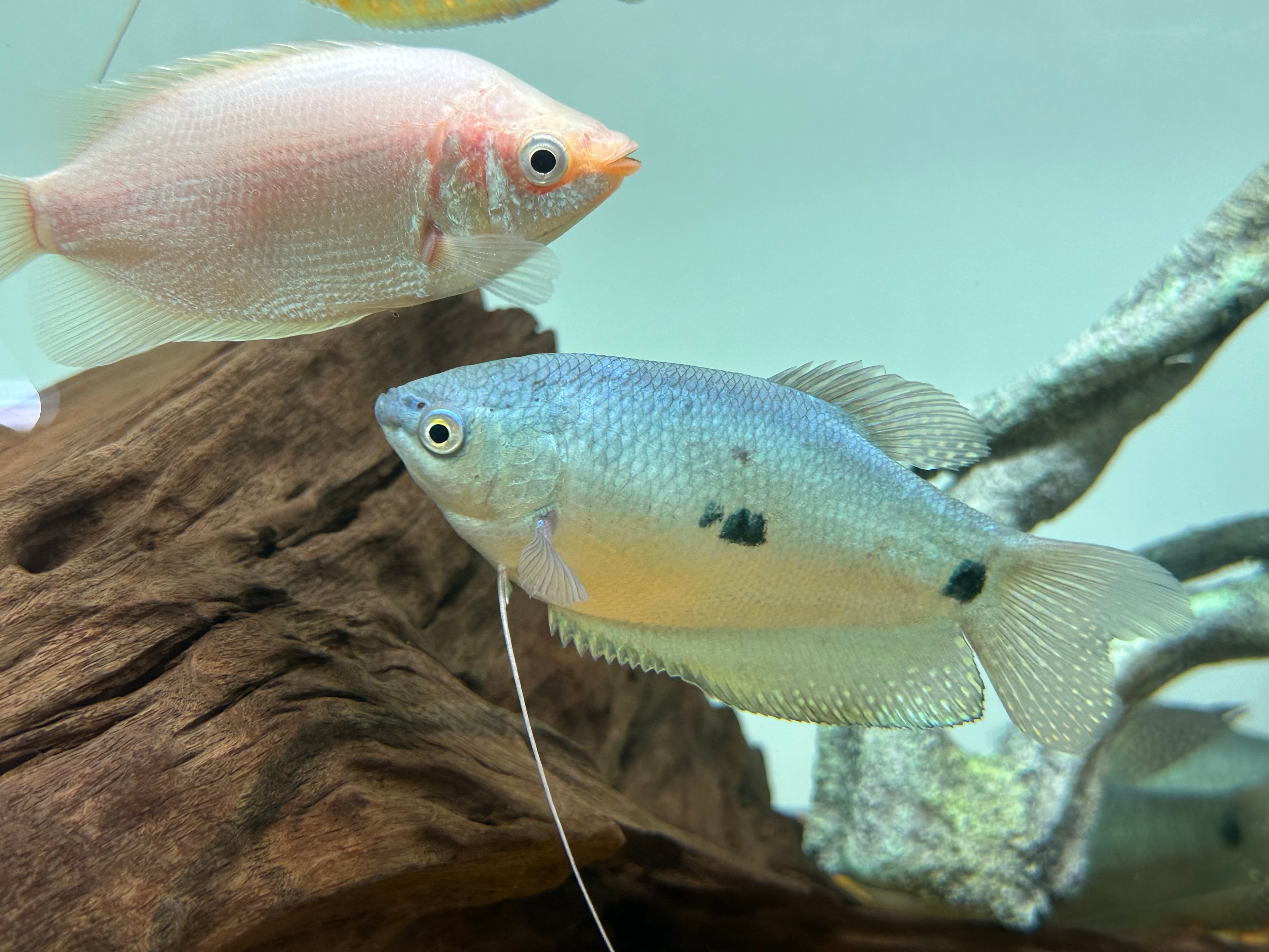 XL Assorted Gourami (3.5-4”)