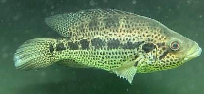 XL Dovii x Jaguar Hybrid Cichlid (11-12”)