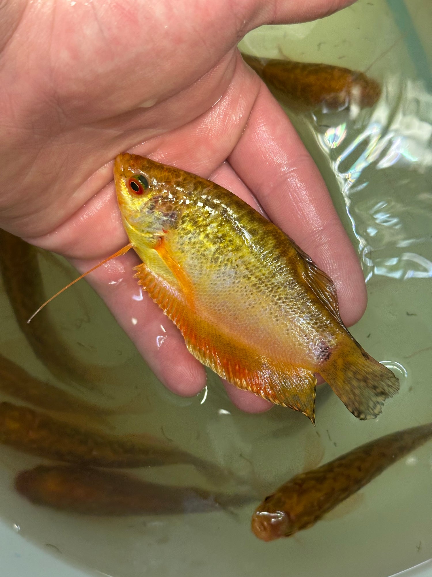 XL Gold Opaline Gourami (3”)