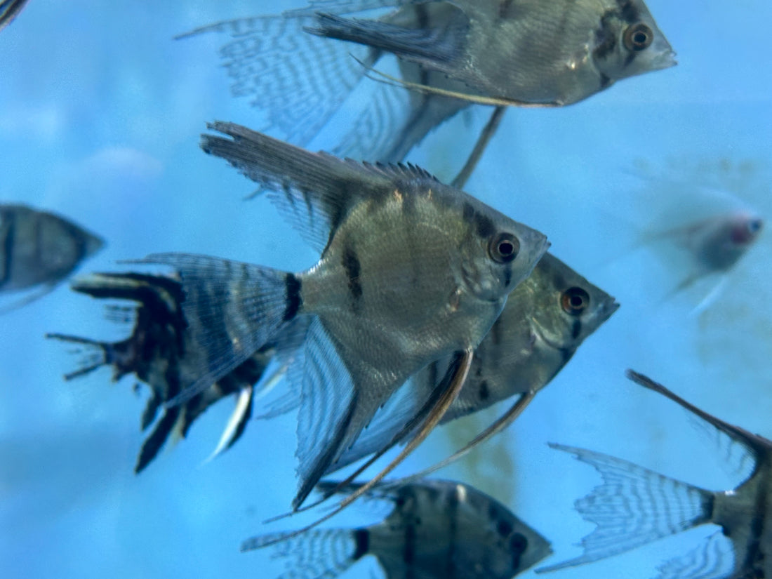 Assorted Angelfish (2-2.5”)