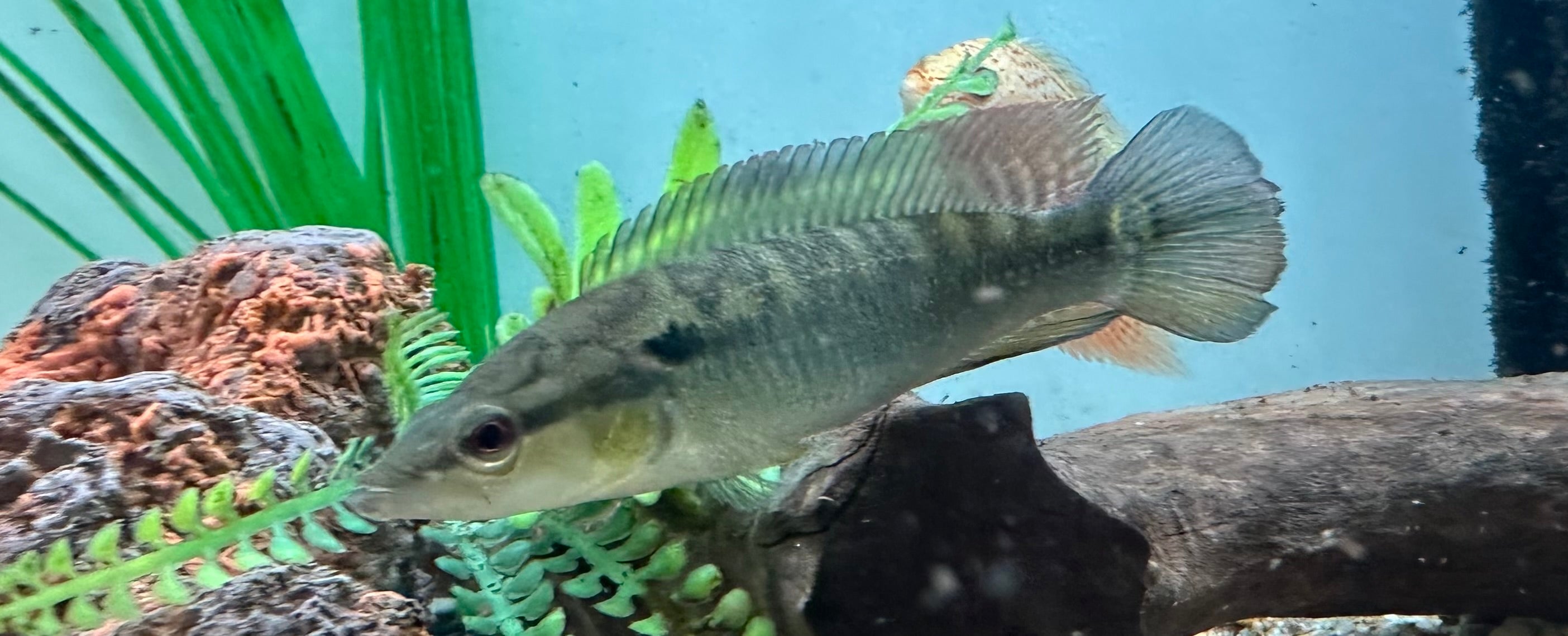 Jewel Pike Cichlid (3-3.5”)