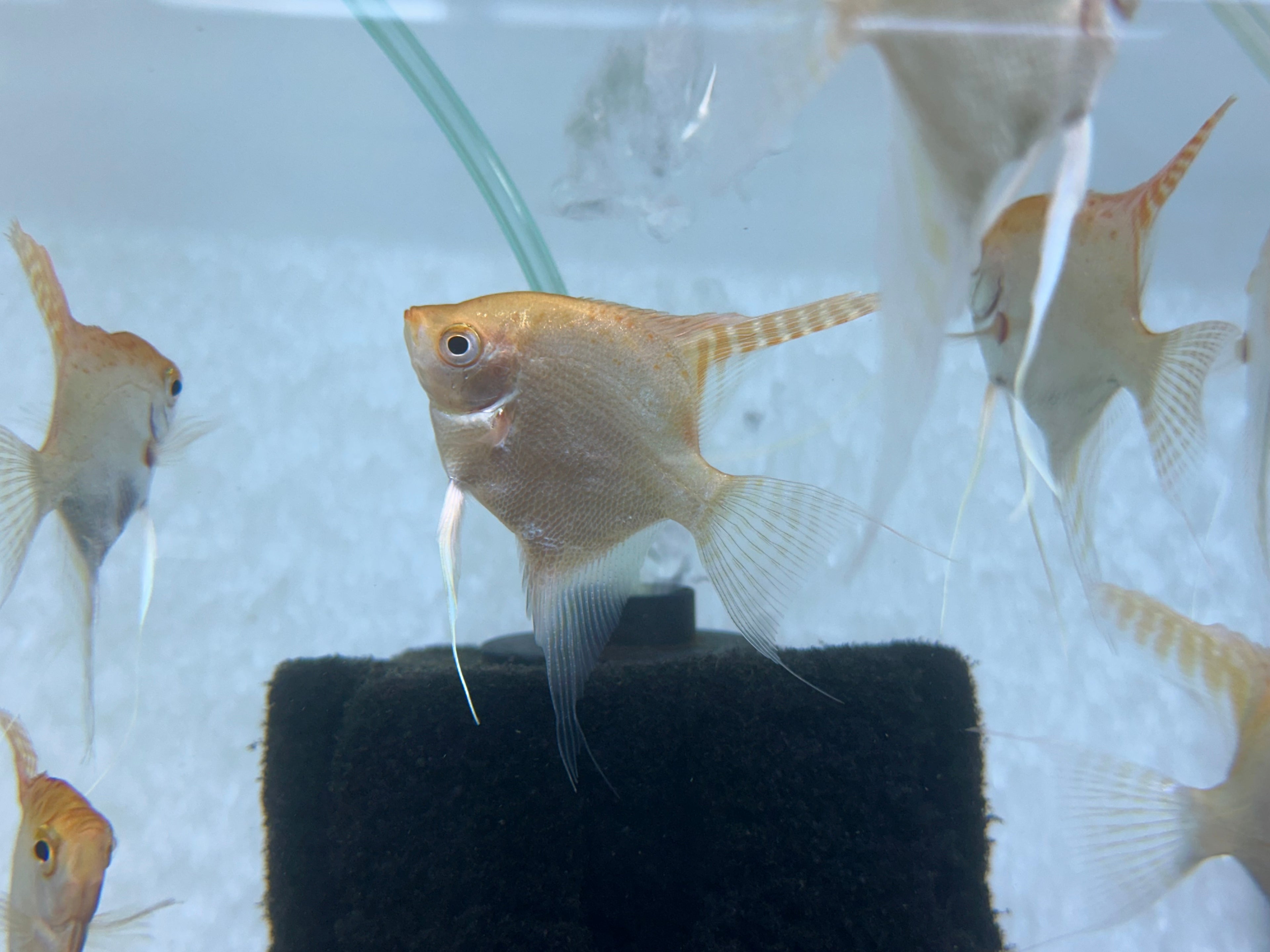 Gold Angel (2.5-3”)