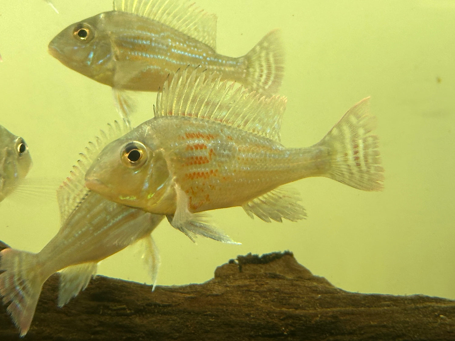 Sveni Geophagus (2.5-3”)