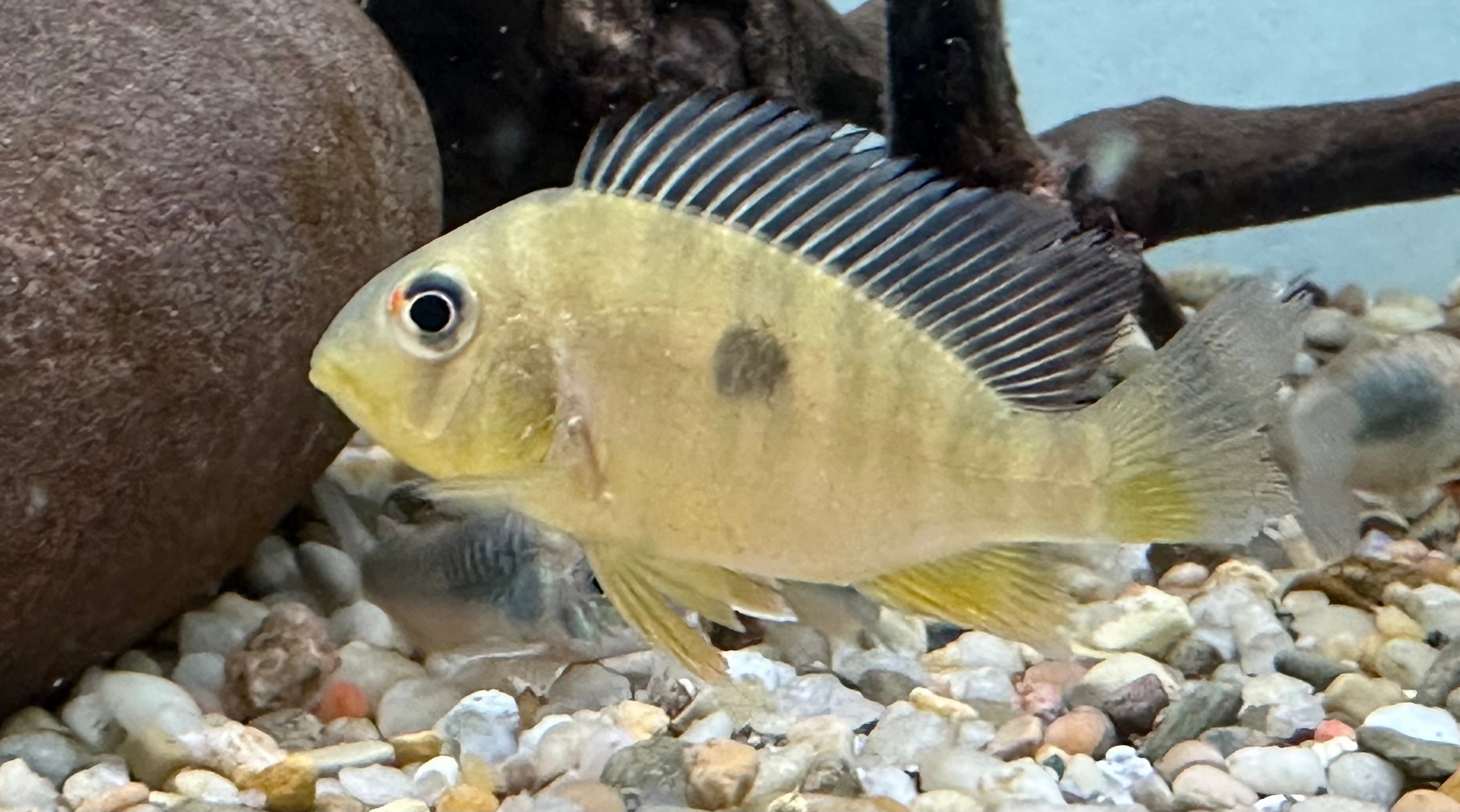 Balzanii Geophagus (2”)