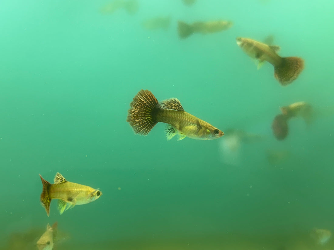 Dragon Guppy Pair (1.25”)