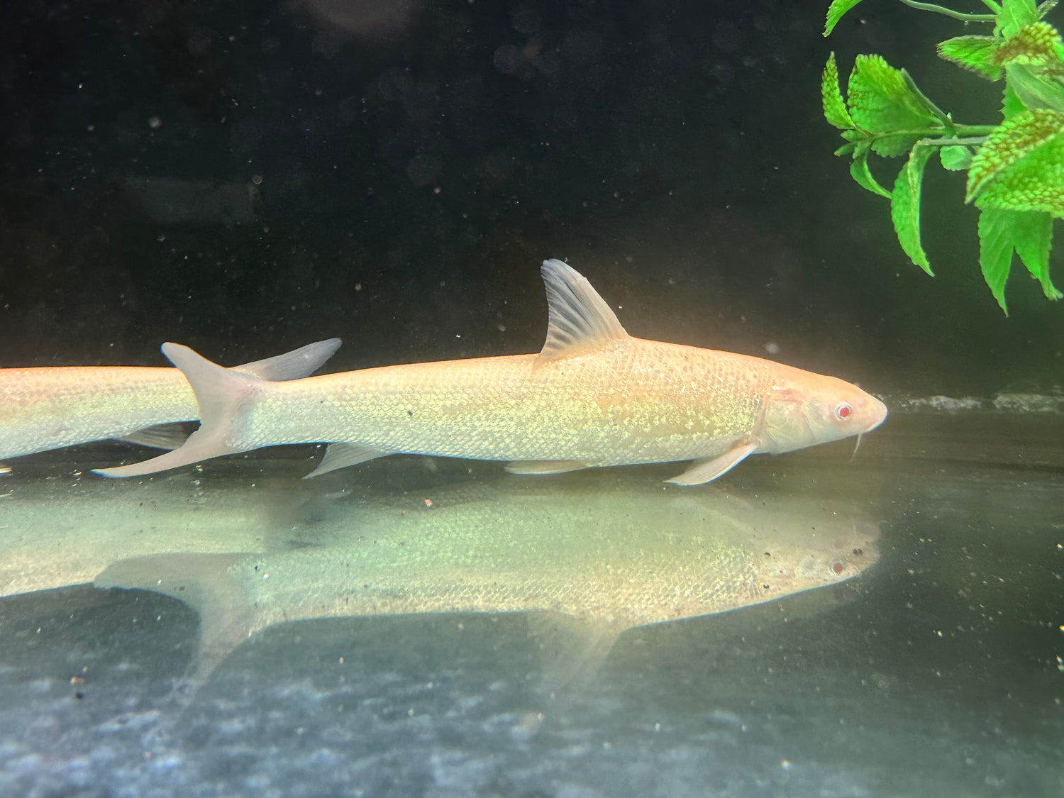 Large Albino Luciobarbus (9-10”)
