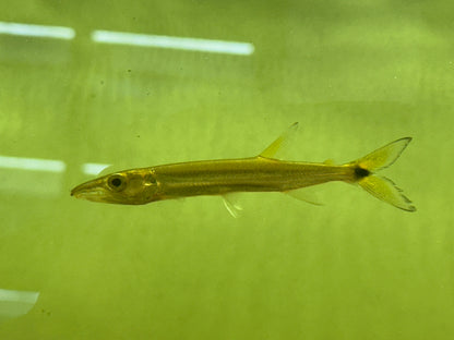Yellow Fin Barracuda (3.5-4”)