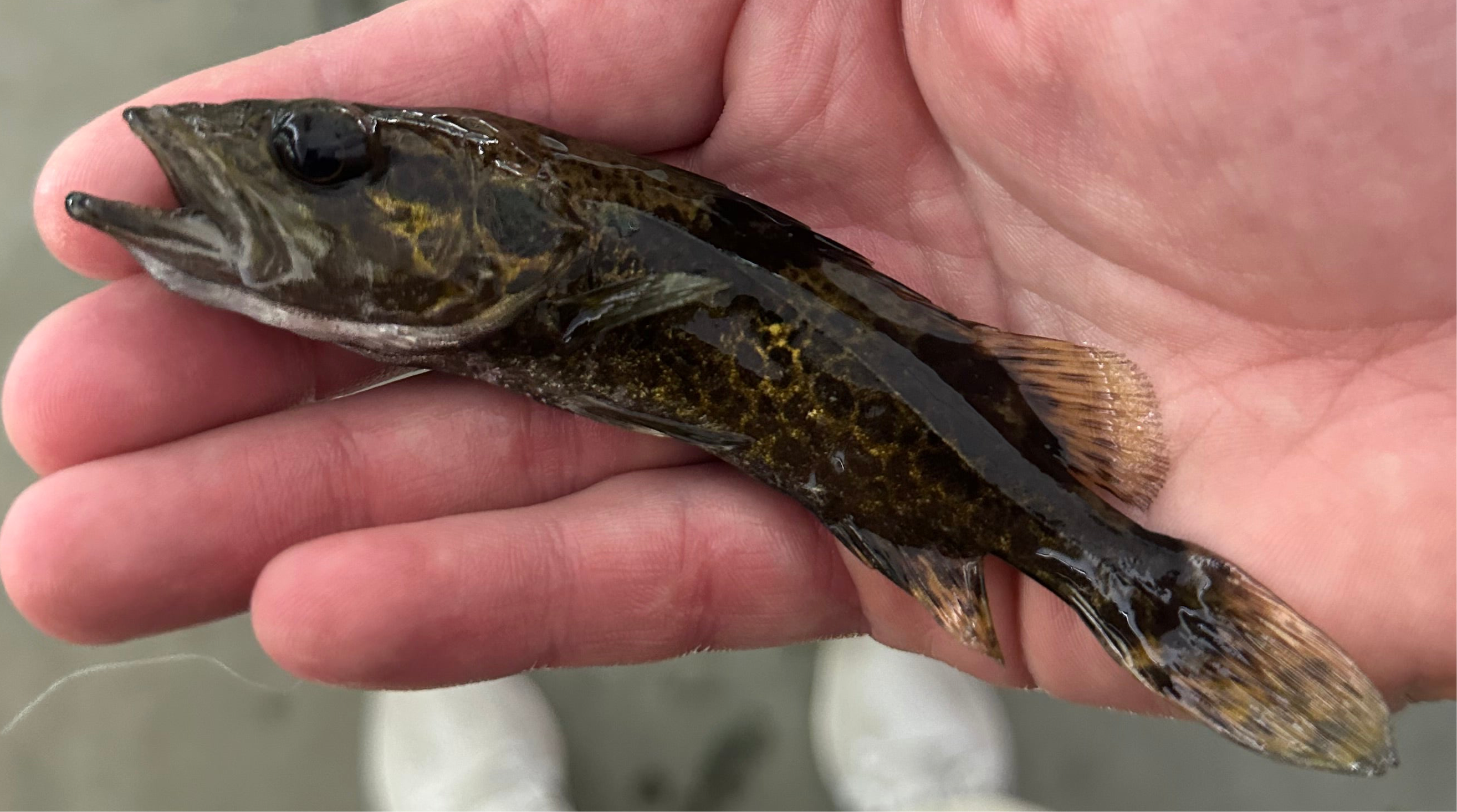 Leopard Perch (5.5-6”)