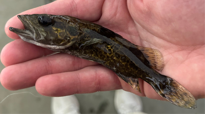Leopard Perch (5.5-6”)