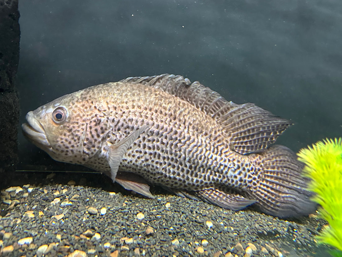 Jumbo Gold Jaguar Cichlid (13-14”)