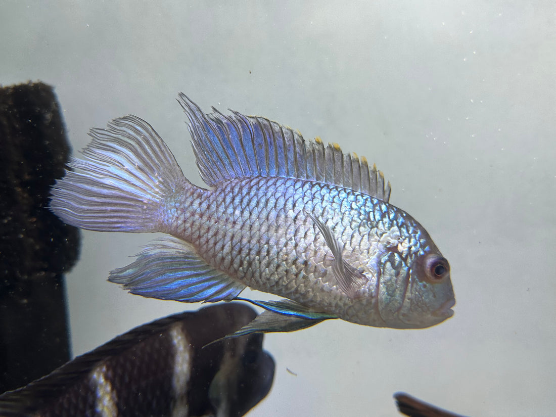 XL Electric Blue Acara (5-5.5”+)