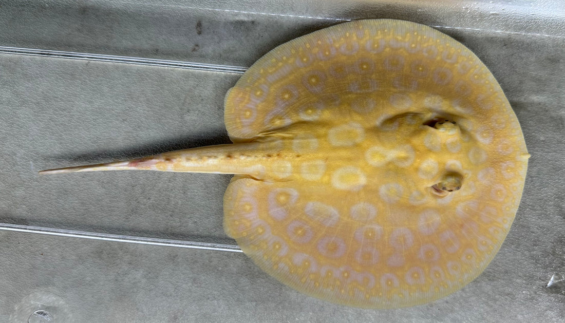 Albino Pearl Stingray (Male 6”)