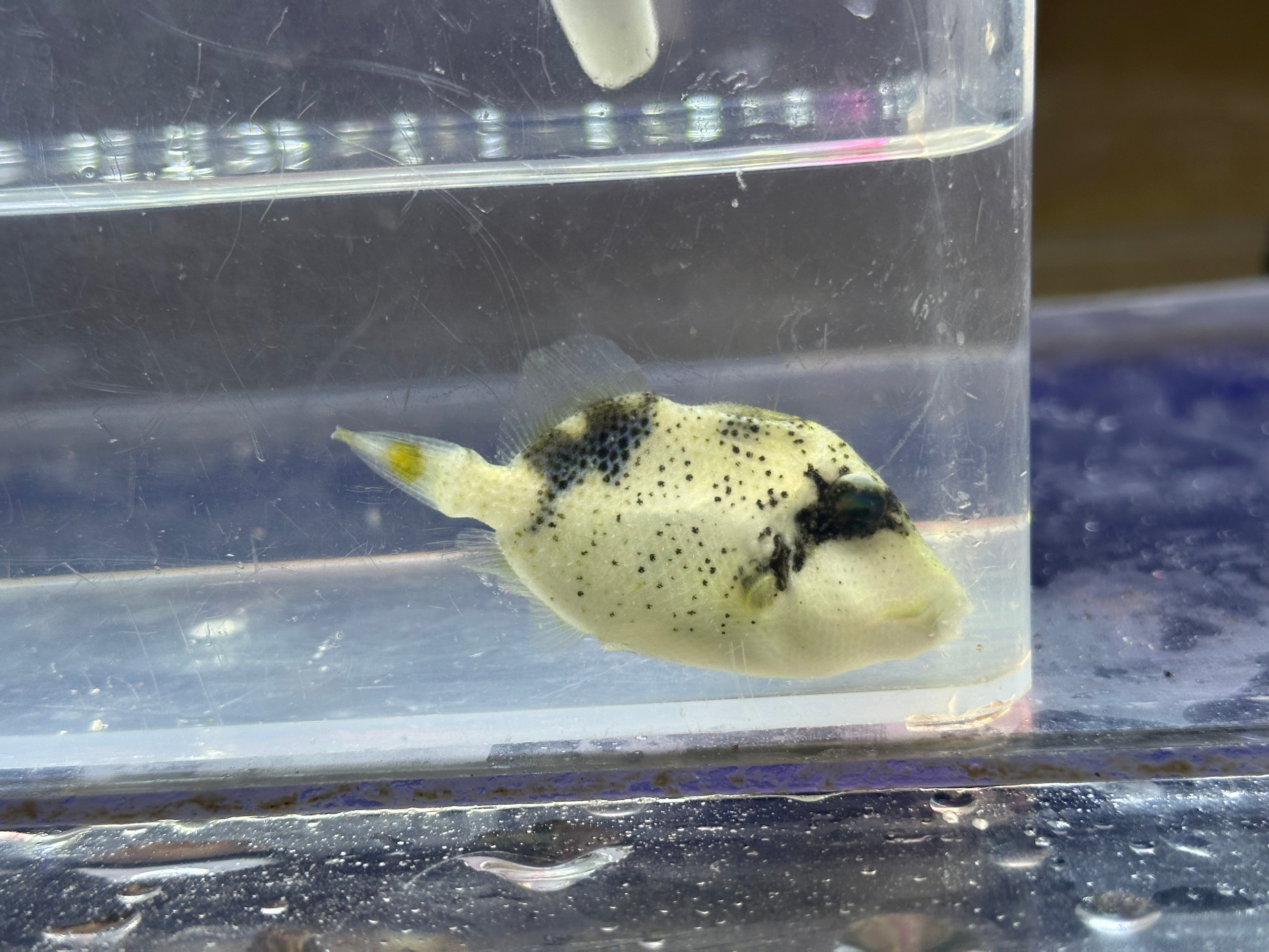 Titan Trigger (2”)