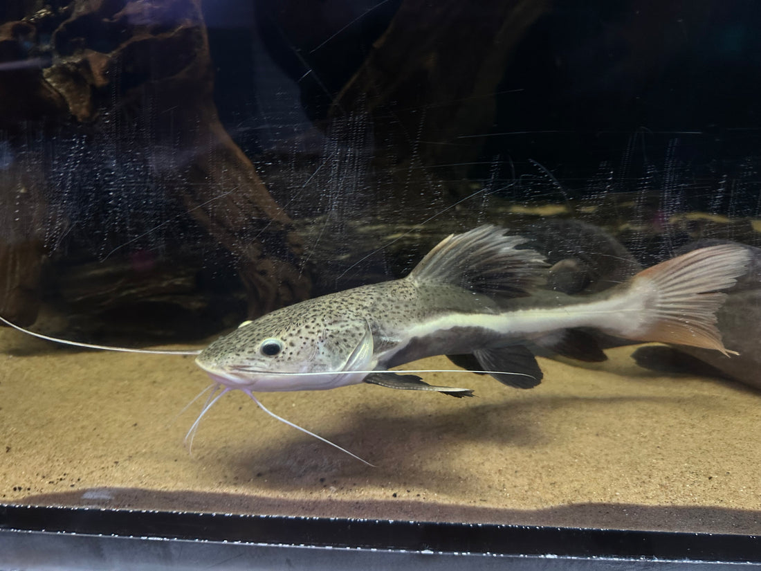 LARGE Redtail Catfish (13-14”)