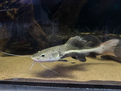LARGE Redtail Catfish (13-14”)