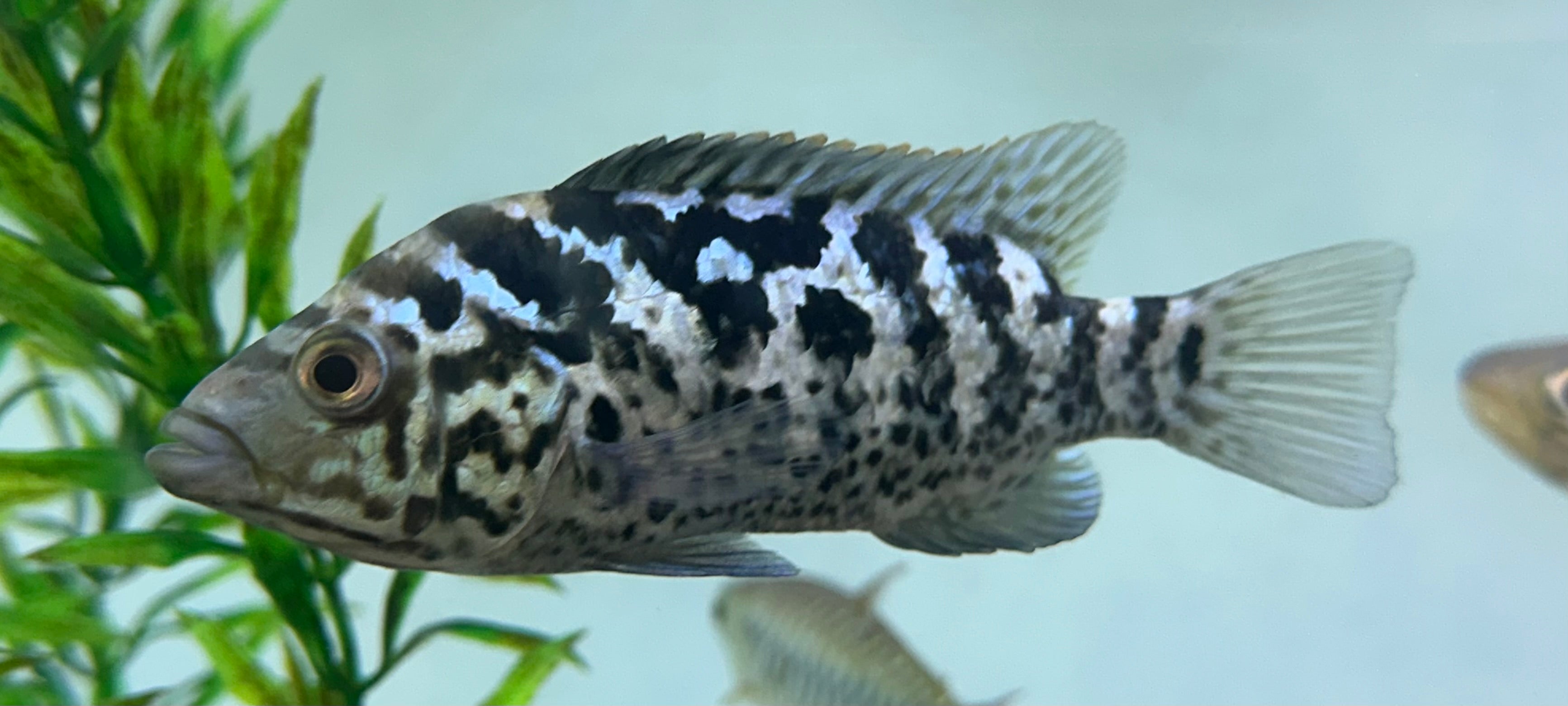 Cuban Cichlid (4-4.5”)