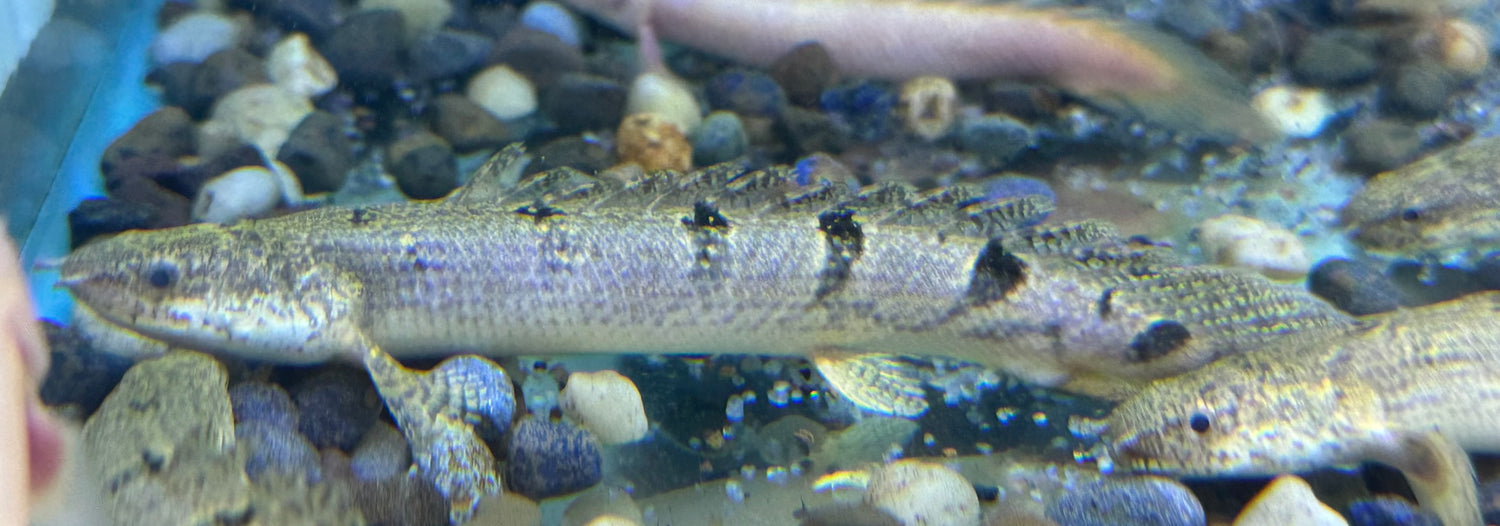 Delhezi Polypterus (5-6”)