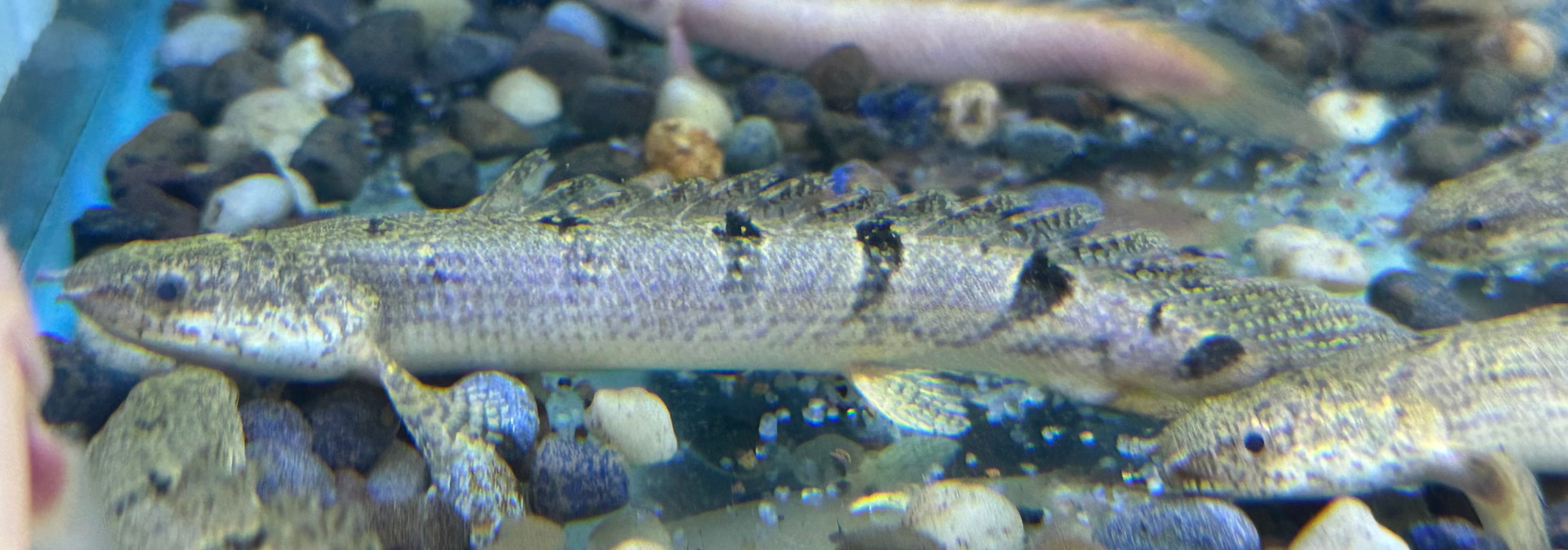 Delhezi Polypterus (5-6”)