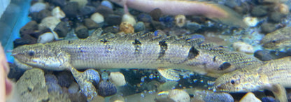 Delhezi Polypterus (5-6”)