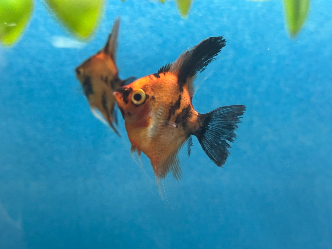 Red Devil Angel (2.25-2.5”)