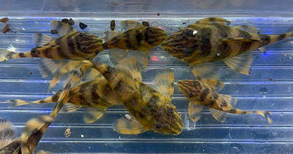 CB L398 Tankei Tiger Pleco (1.75-2”)