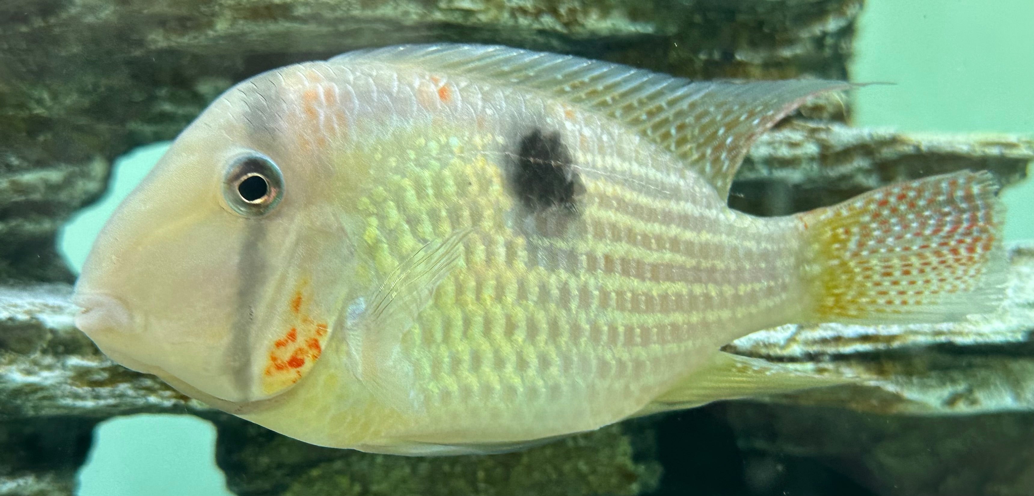 XL Red Cheek Bandit Cichlid (5.5-6”)