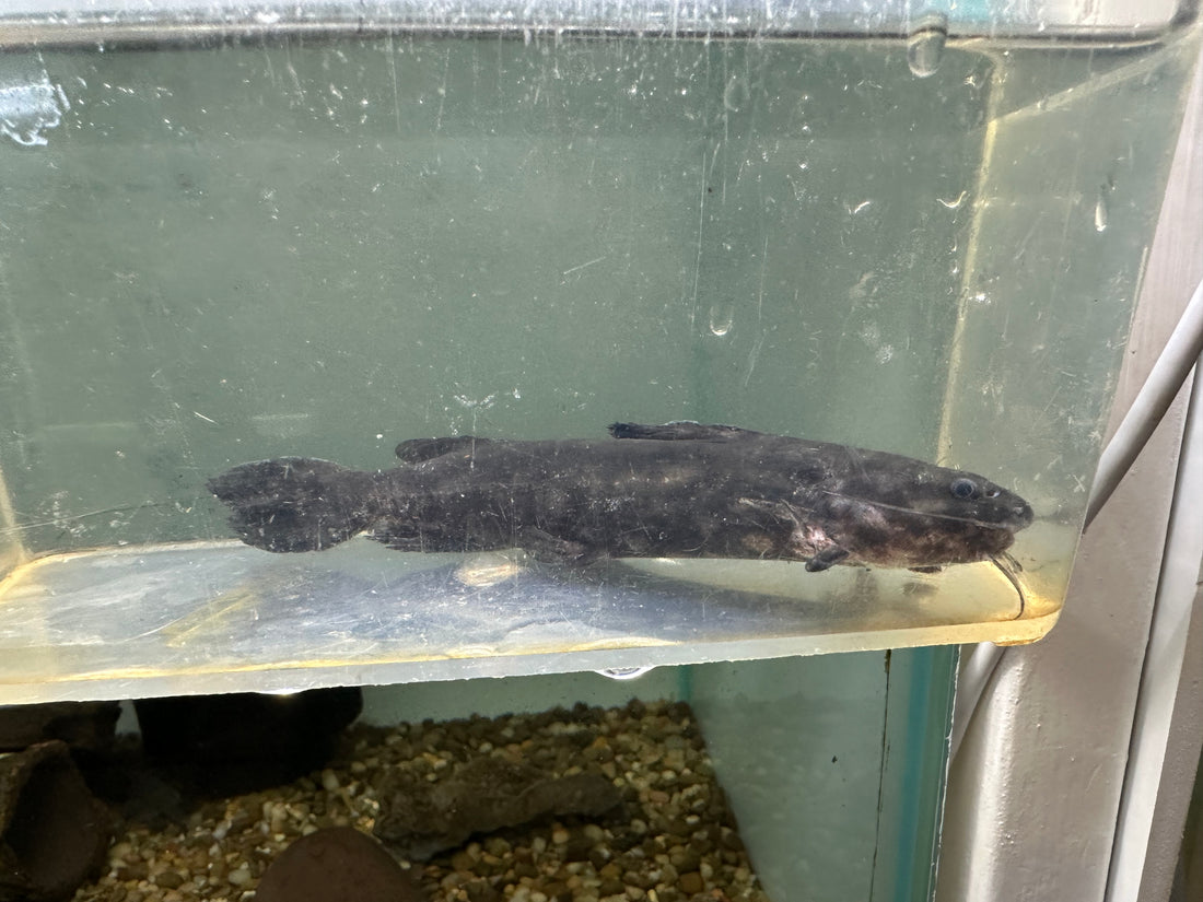 Wertheimeria maculata Catfish (5-5.5”)