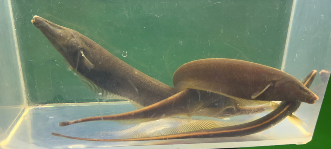 Brown Knife (5-6”)