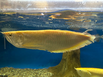 XL Albino Silver Arowana (20-22”+)