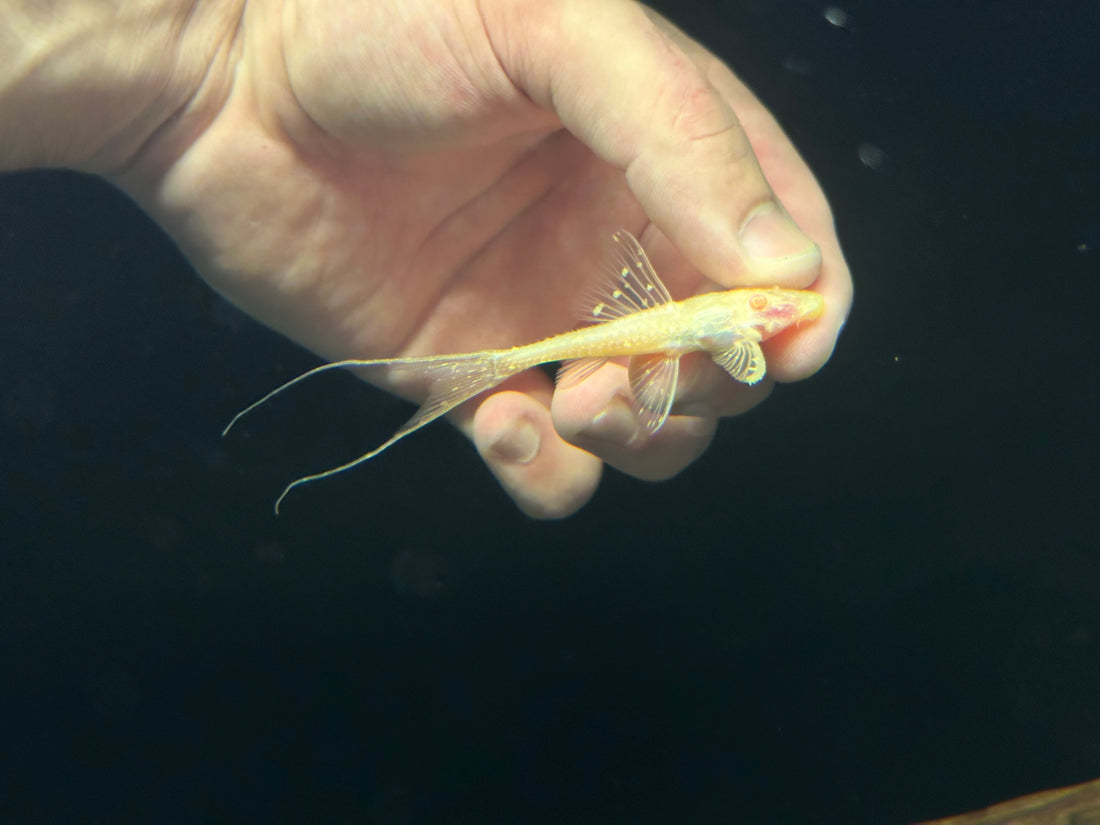 Albino L155 Adonis Pleco (2.5”)