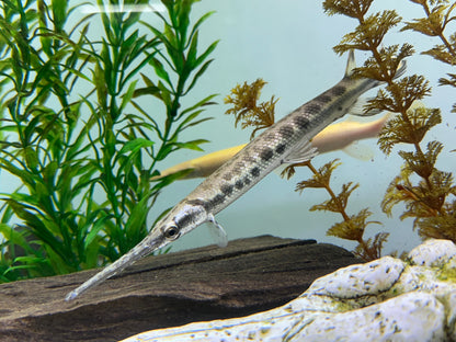 Longnose Gar (7-8”)