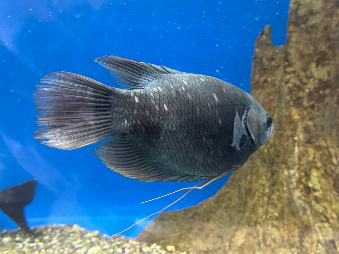 LARGE Redtail Giant Gourami (11-12”)