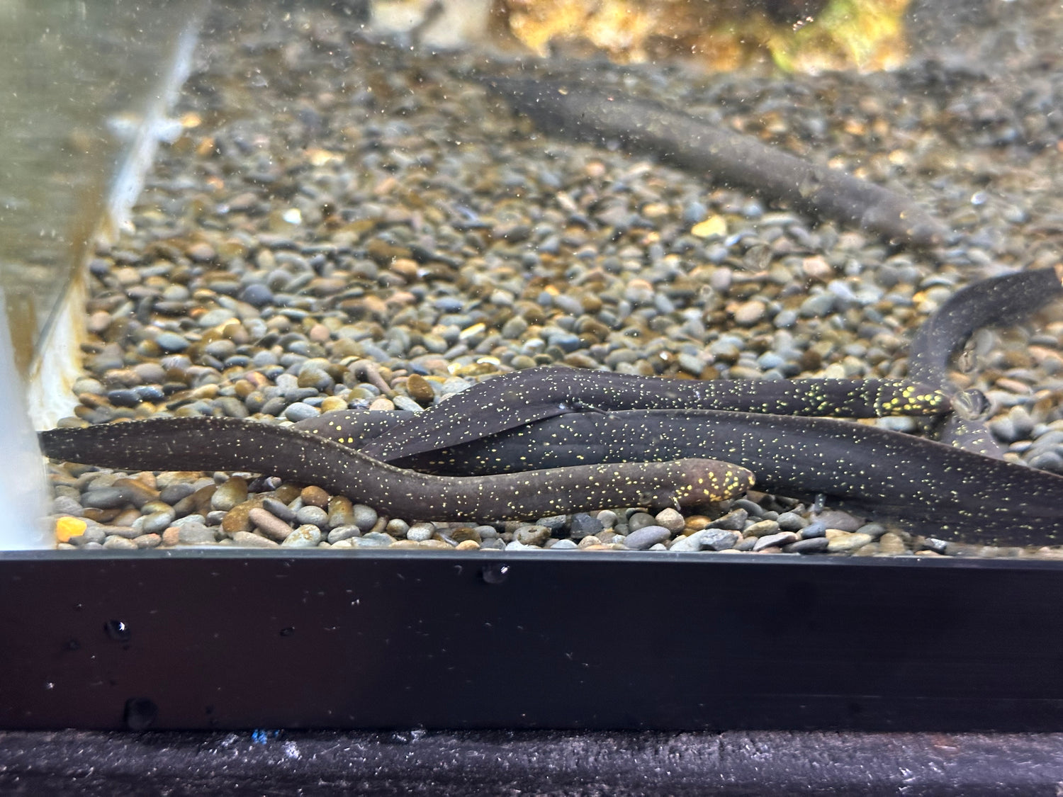 South American Lungfish (3-3.5”)