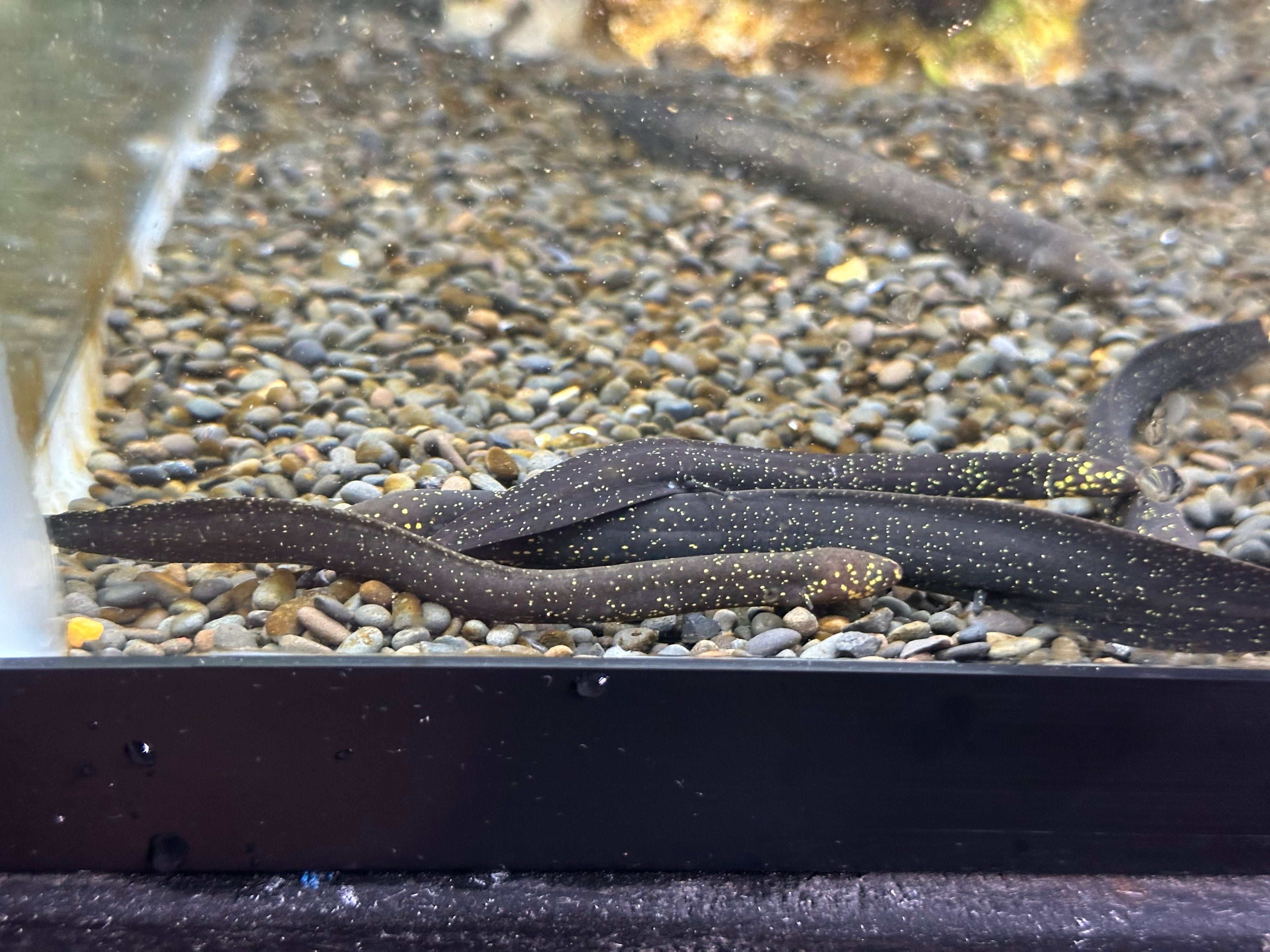 South American Lungfish (3-3.5”)