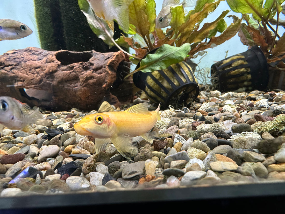 Gold Chinese Algae Eater (2.5-3”)