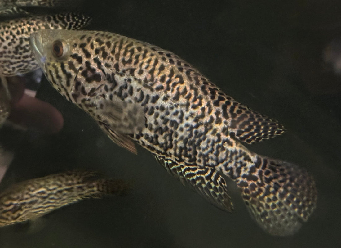 LARGE Jaguar Cichlid (6-8.5”)