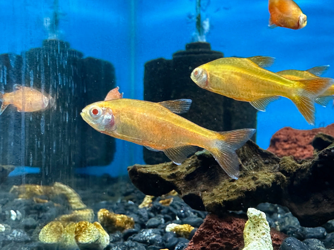 Albino Silver Tip Tetra (1.5”)