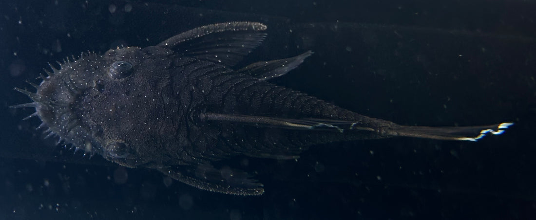 LARGE L183 Starlight Bristlenose Pleco (4-4.5”+)
