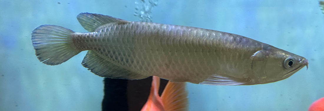 Jardini Arowana (8.5-9”)