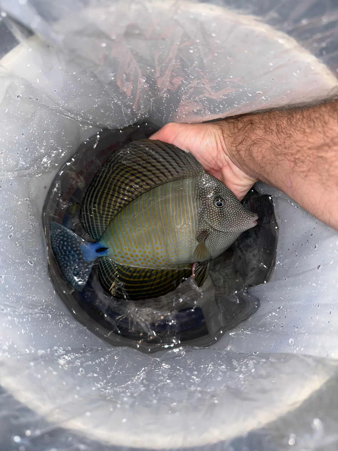 XL Sailfin Tang (7-8”+)